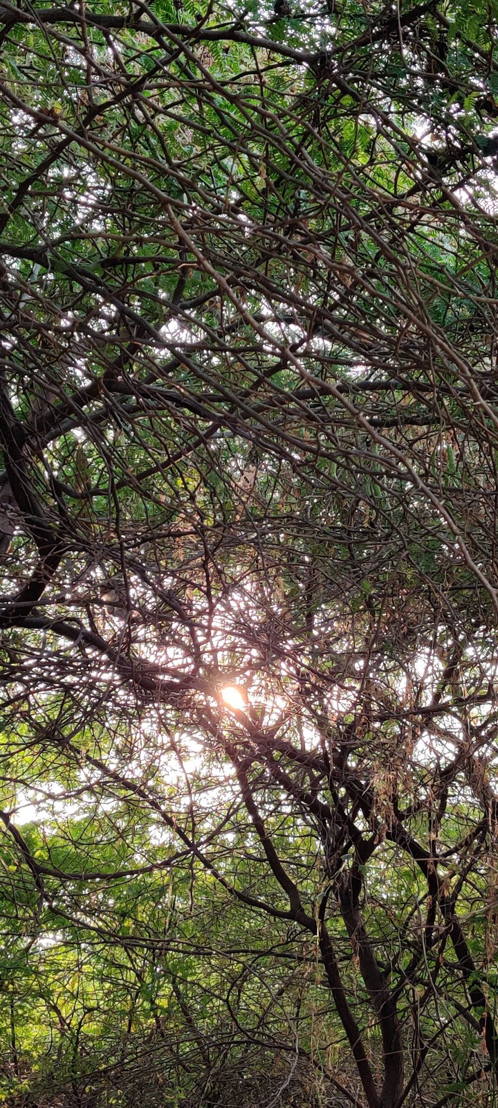 nature