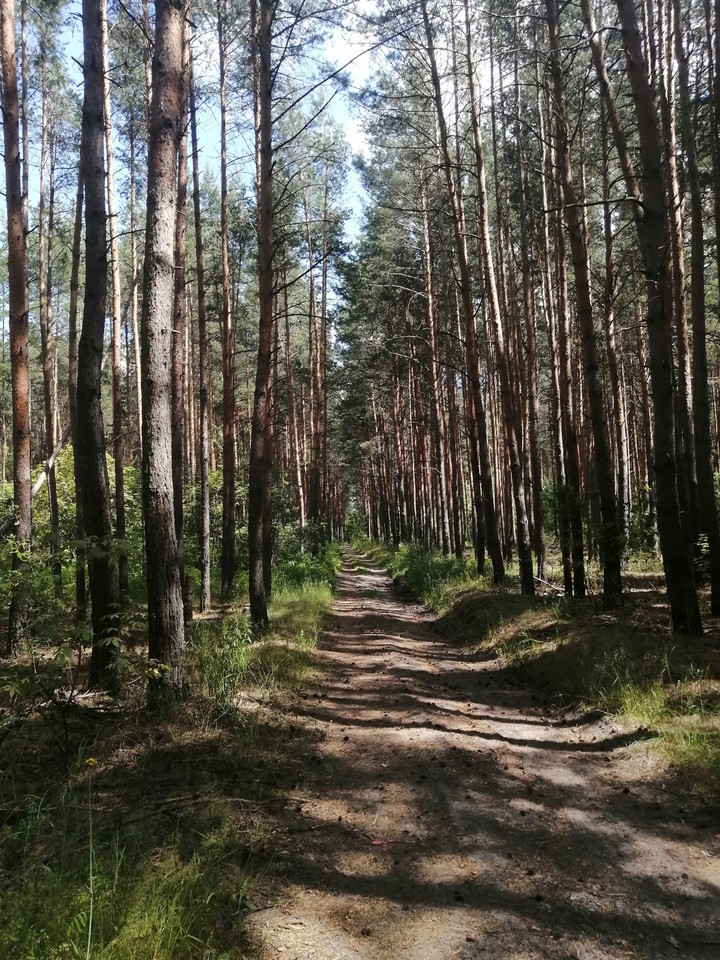 Forest
