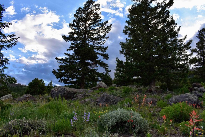 Prairie on the hill