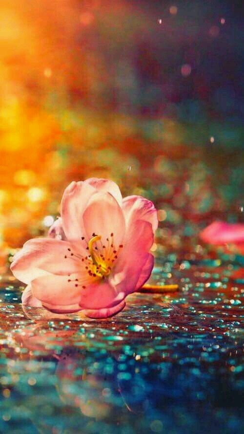 A lonely flower