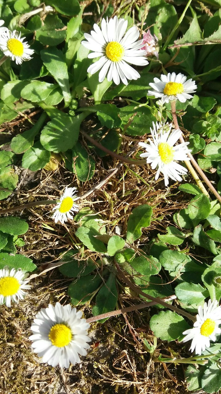 natura 2.0