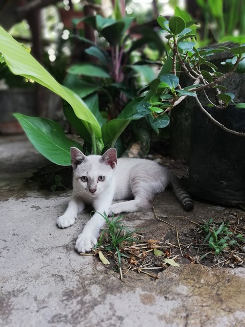 cat