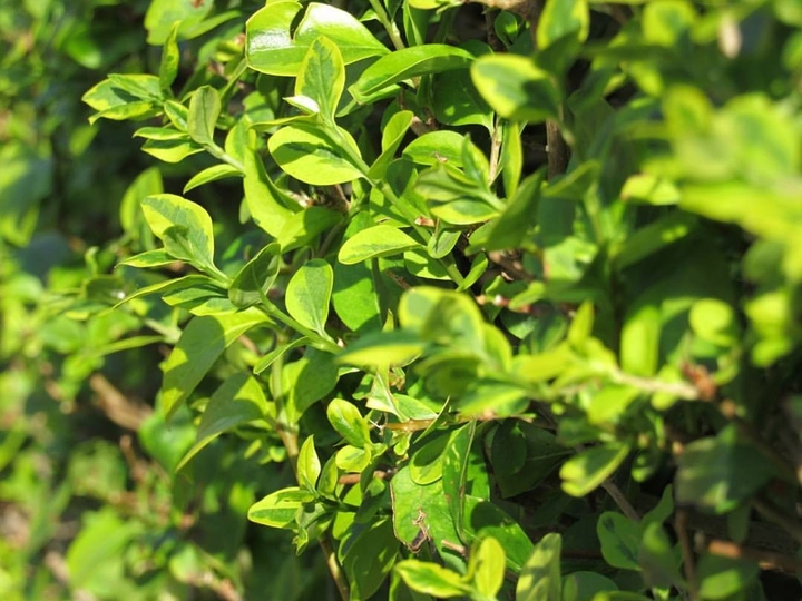 leaves
