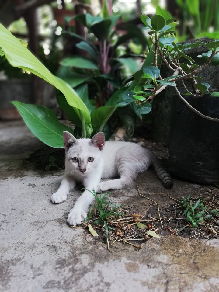 cat