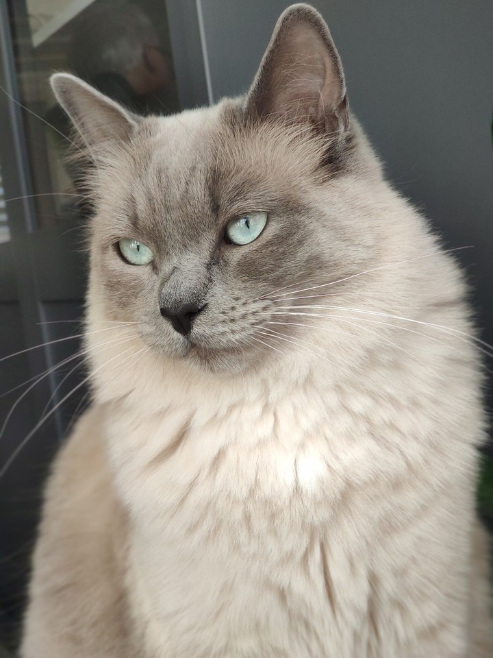 Balou being serious