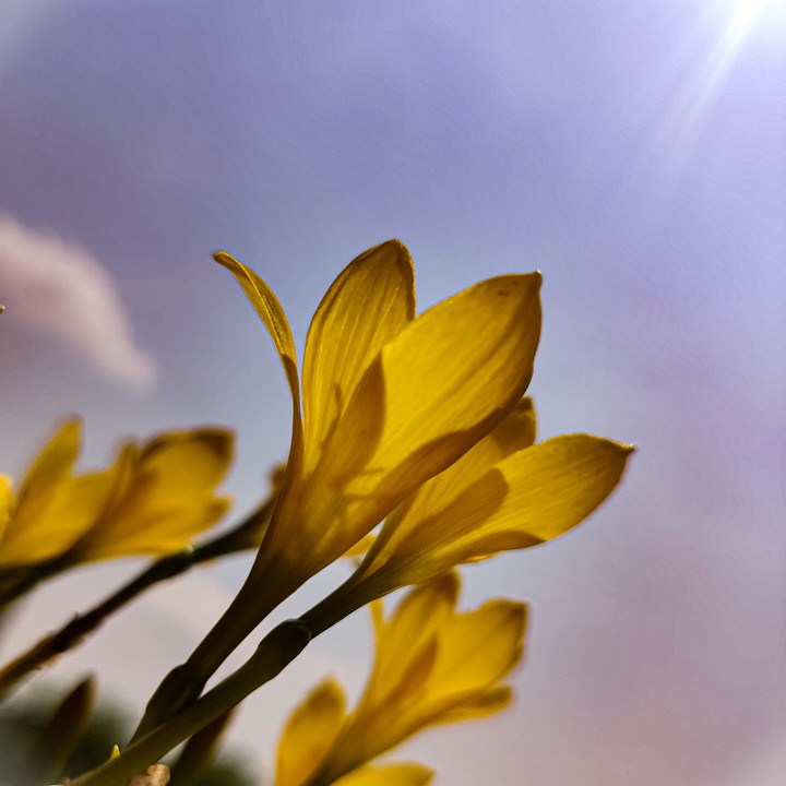shine
