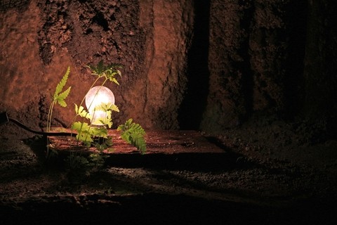Ferns