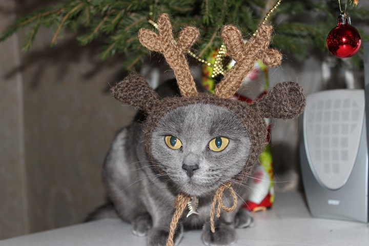 Christmas deer