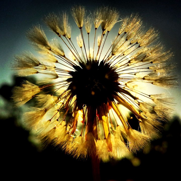 Rays from the sun