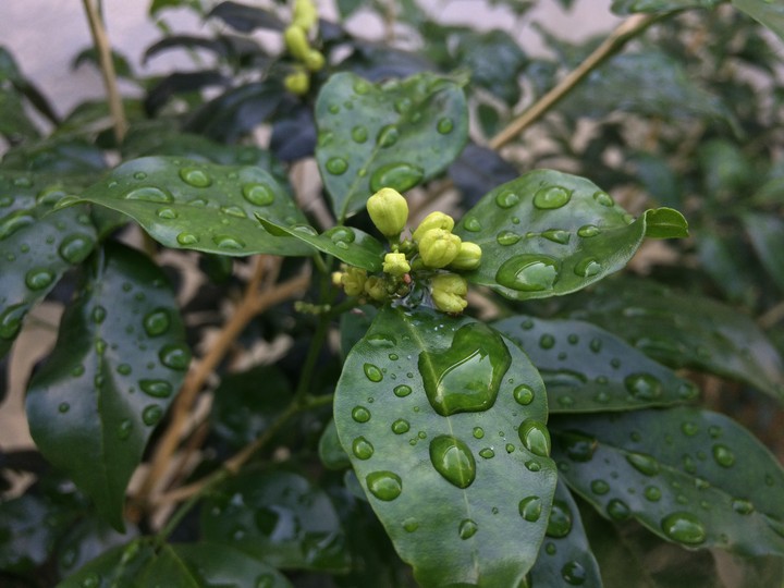 Try of Blooming