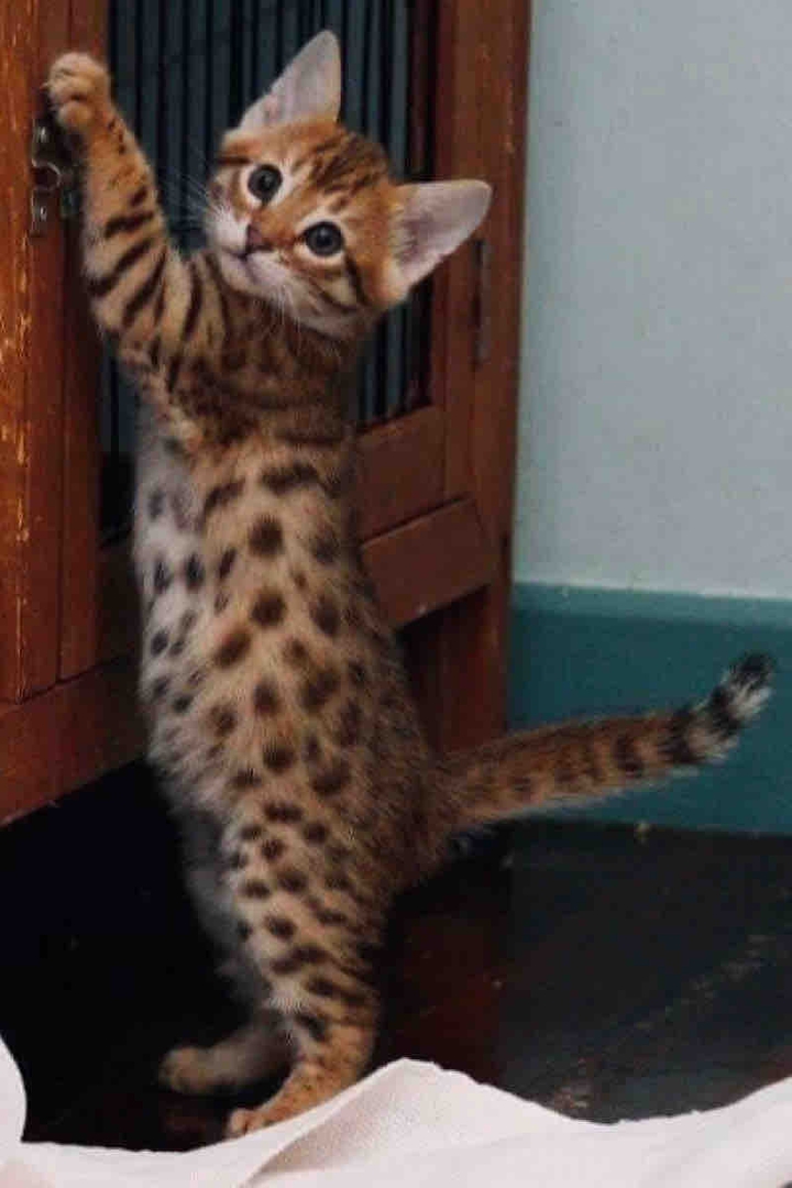 Miaooo