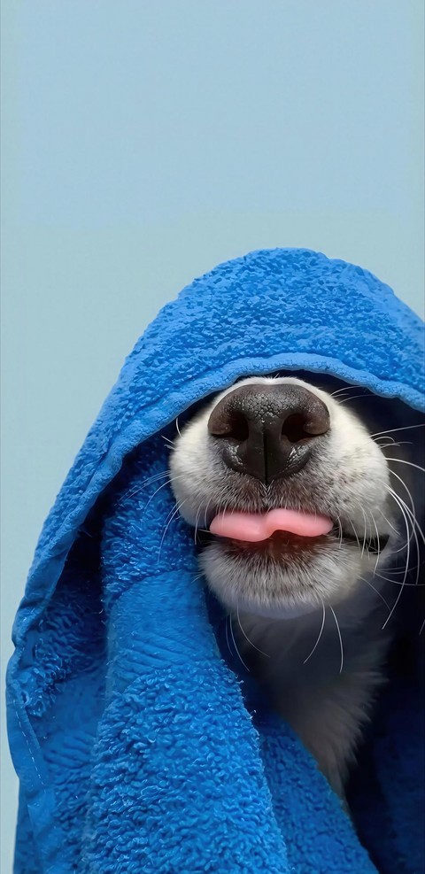 Dog, Snout, Carnivores
