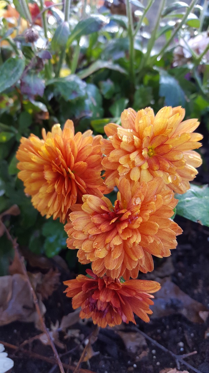 orange mums