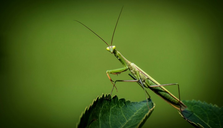 insect