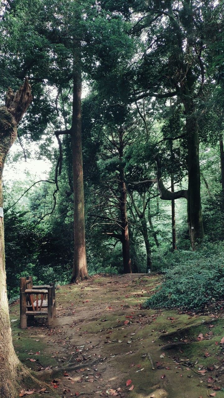 Forests of Batumi