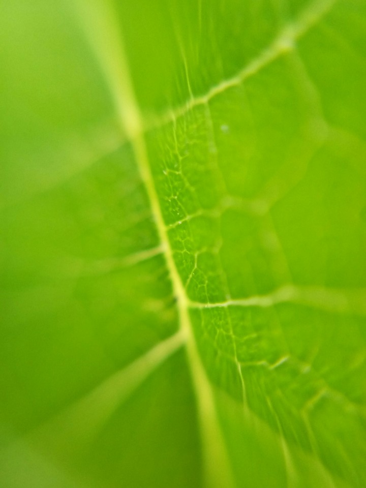 leaf