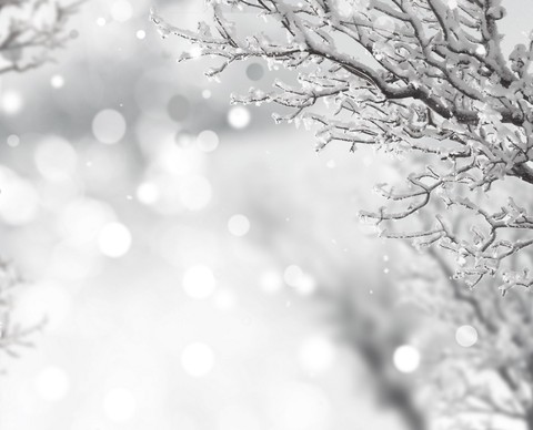 fondos de pantalla snow, branch