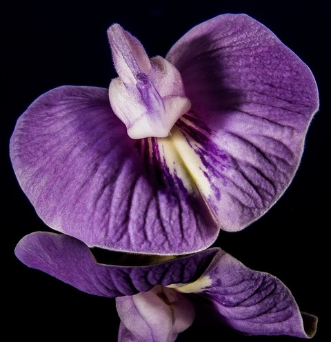 ταπετσαρίες irises, violaceae