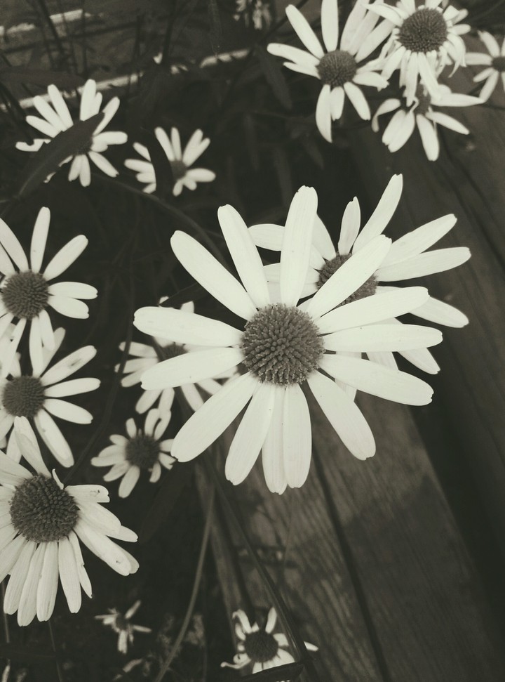 Chamomiles