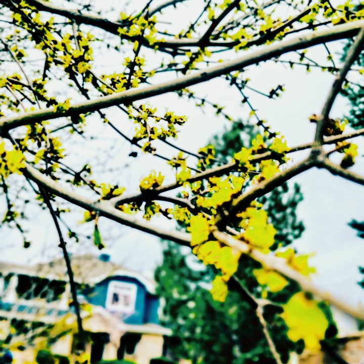 Yellow flower