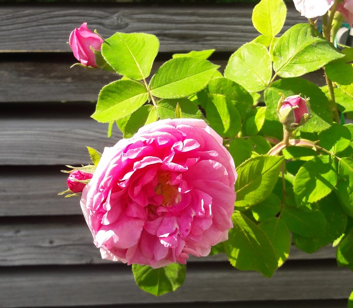 Rose 2