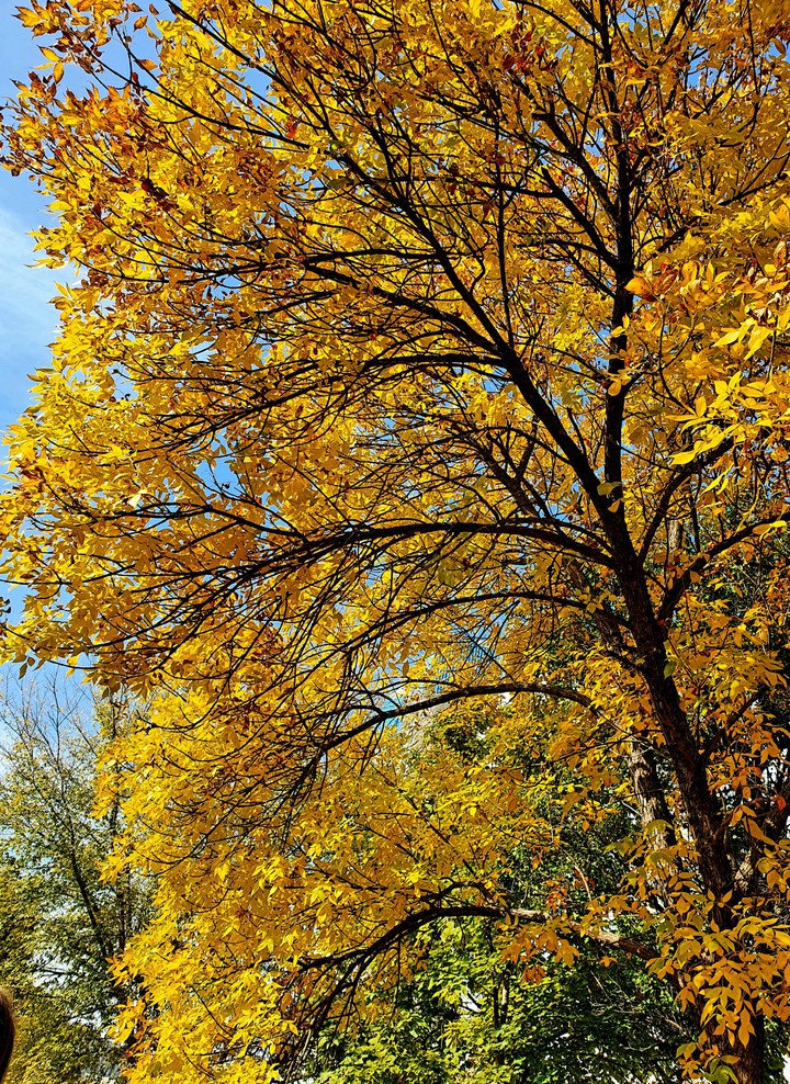 trees