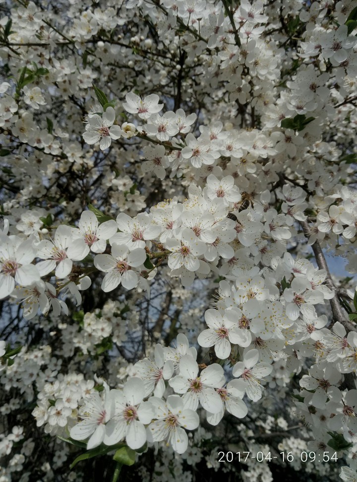 Spring