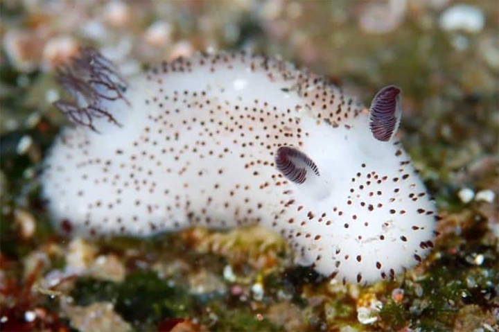 sea ​​rabbit❤❣❤