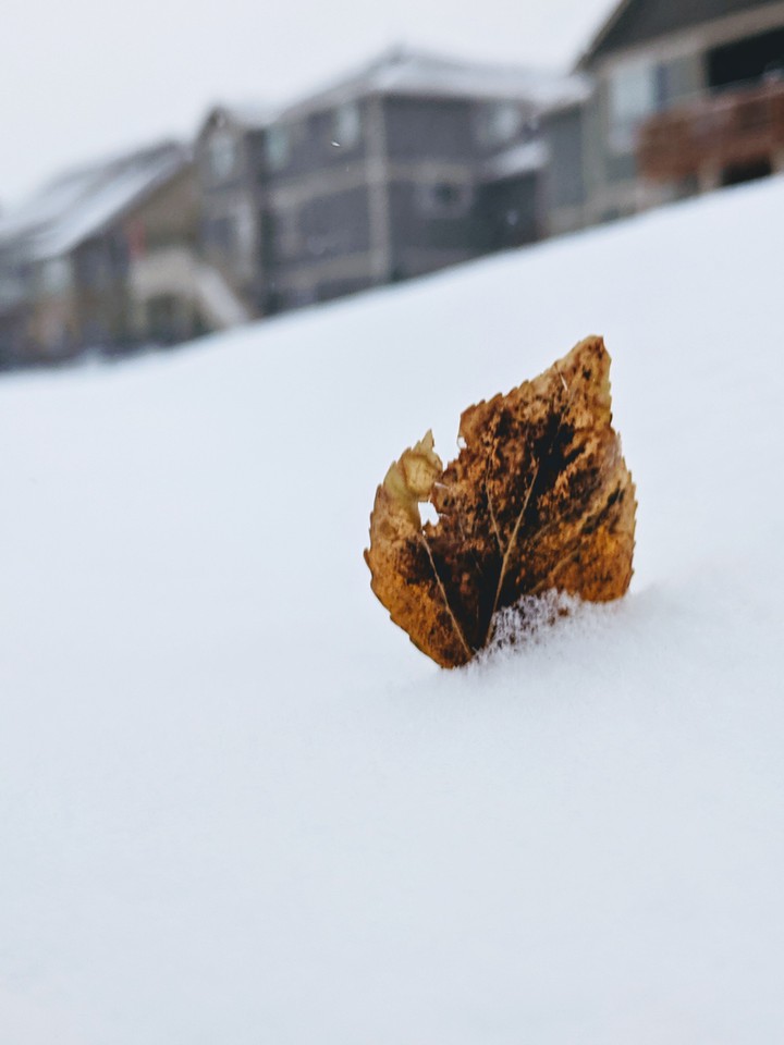 Winter Autumn 2