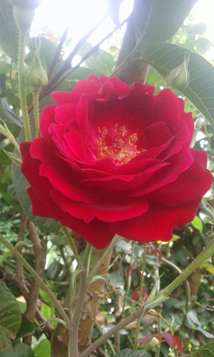 flower, beauty