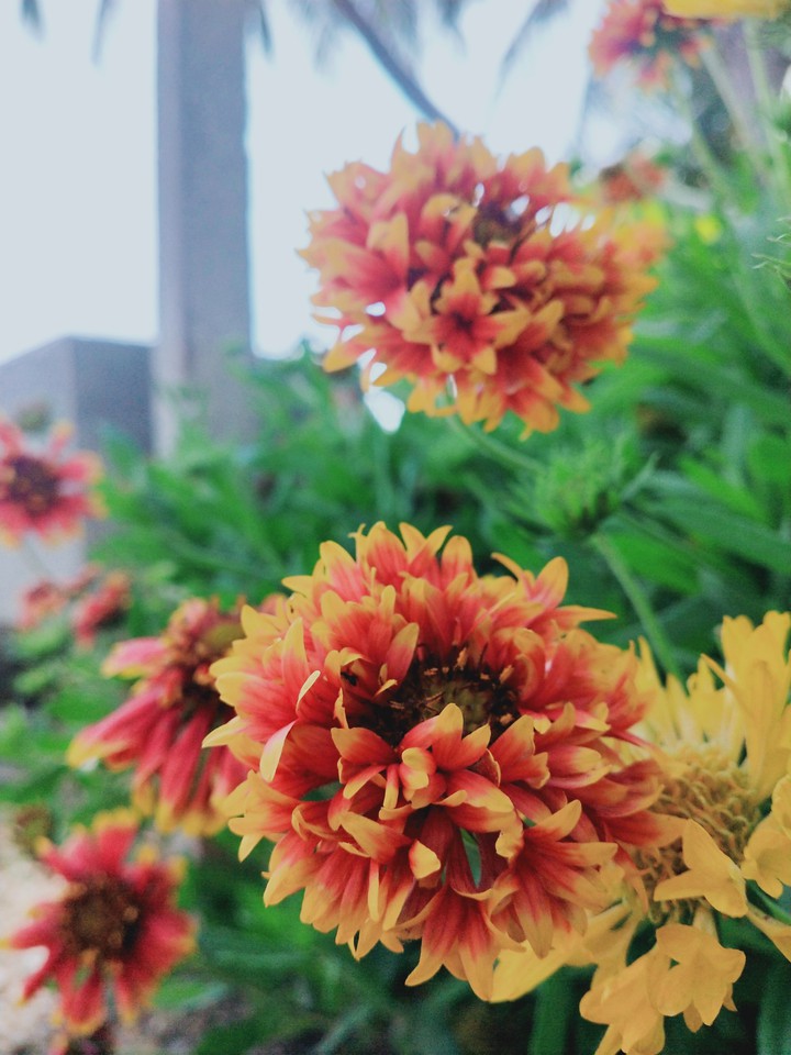 flowers