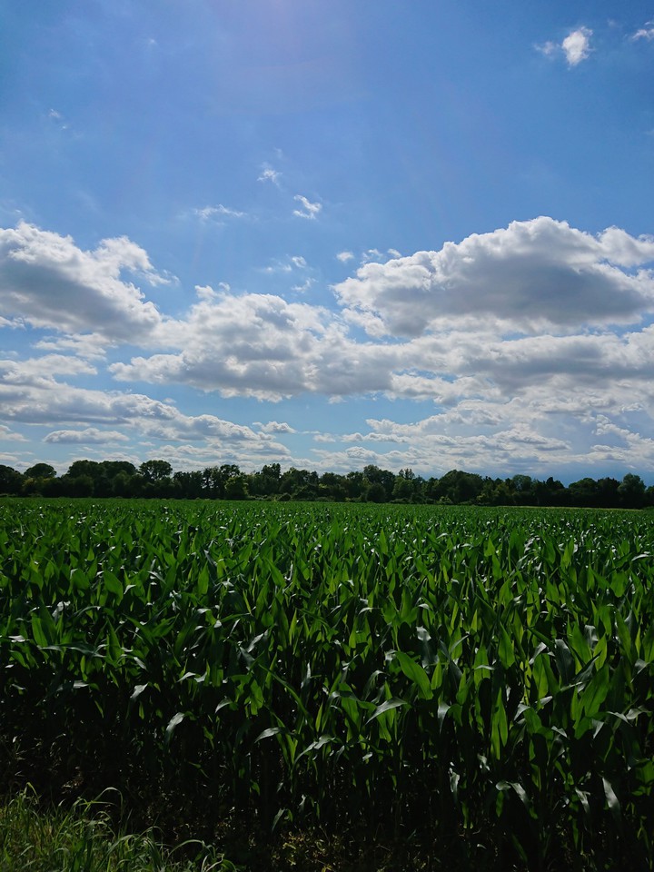 campo di grano
