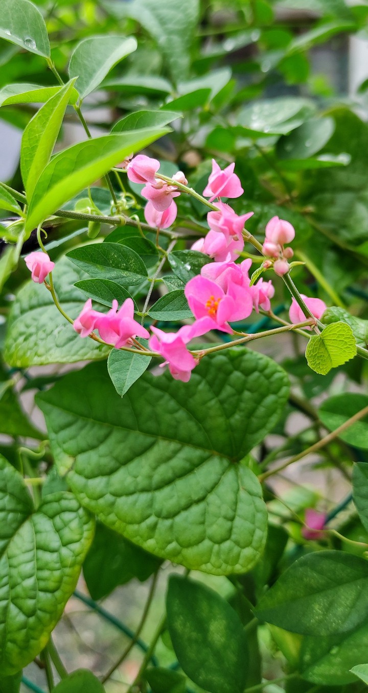 pretty in pink.