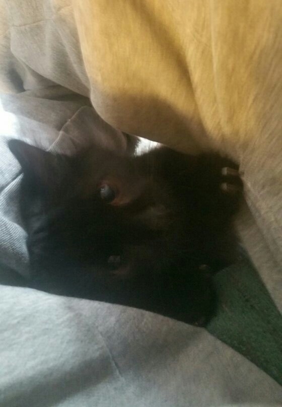 Rescue cat, Mischief Lotus Darnell