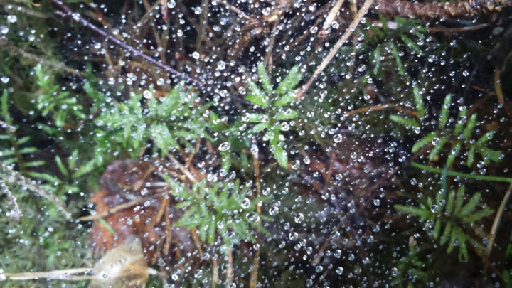 Rainy web