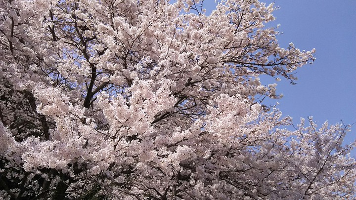 Sakura in my town