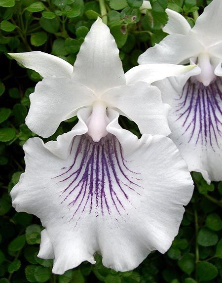 White flowers.