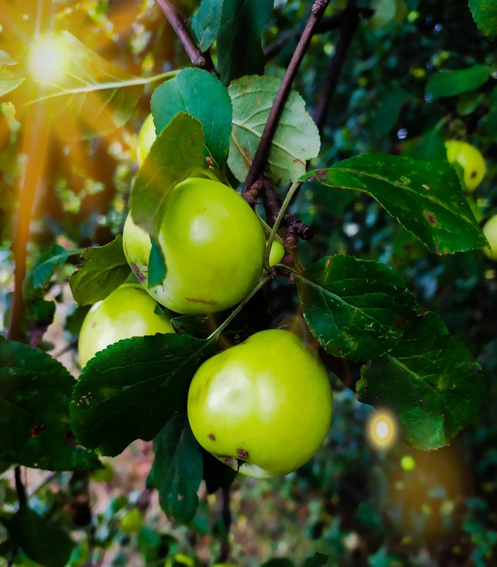 Apple