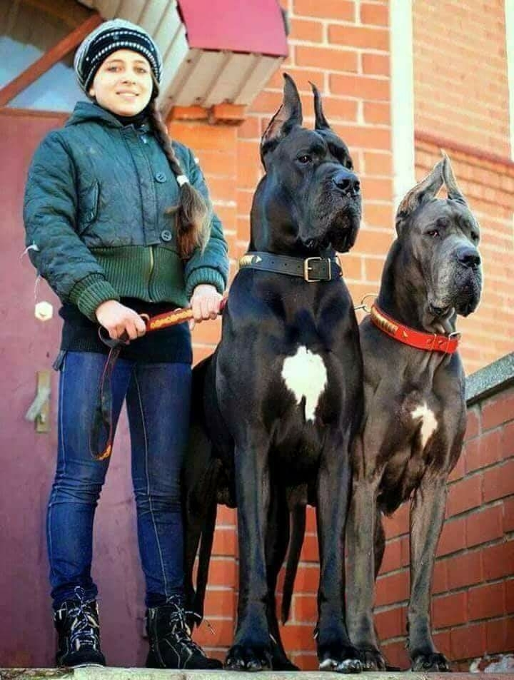 Great Dane