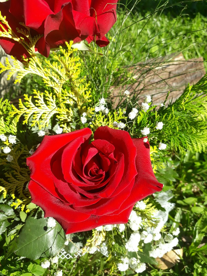roses