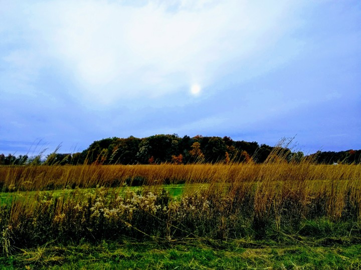 Autumn field