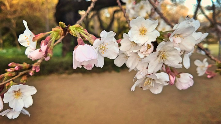 桜