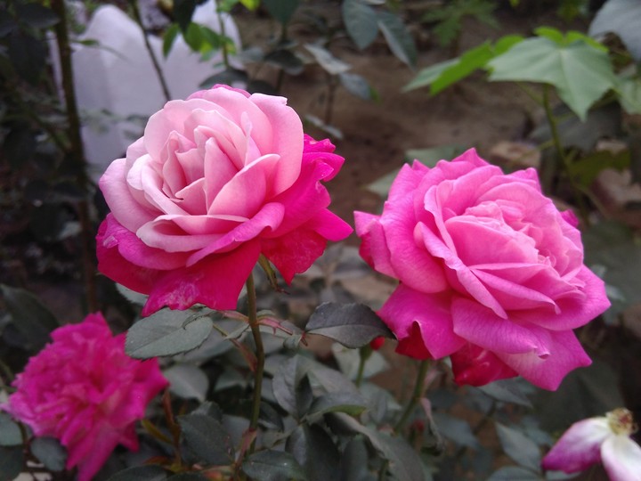 rose