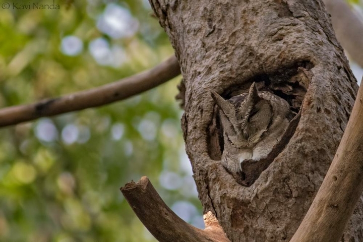 owl