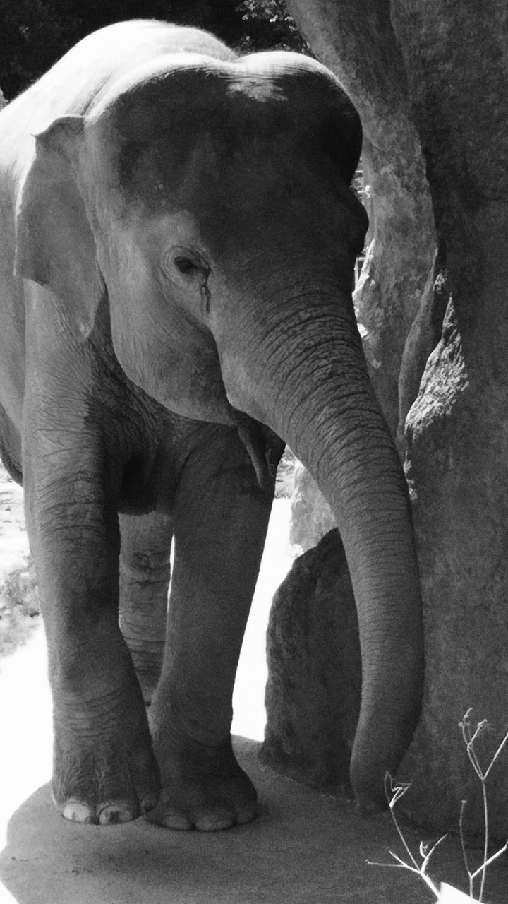 elephant
