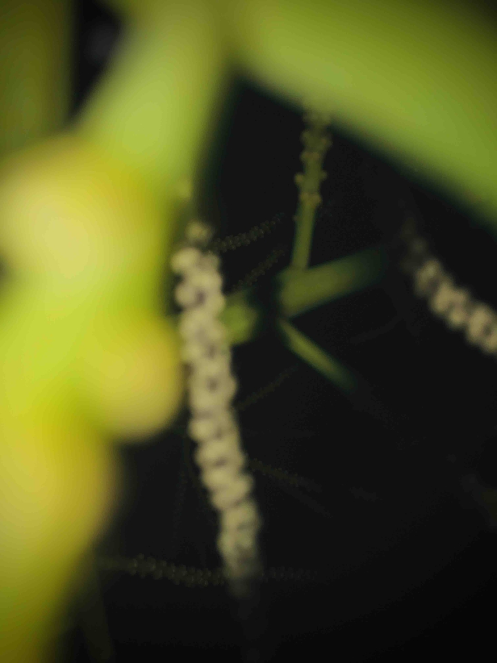 leaf night shoot