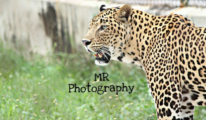 big cat