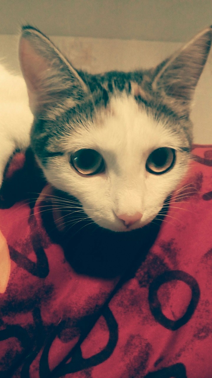 Cute cat