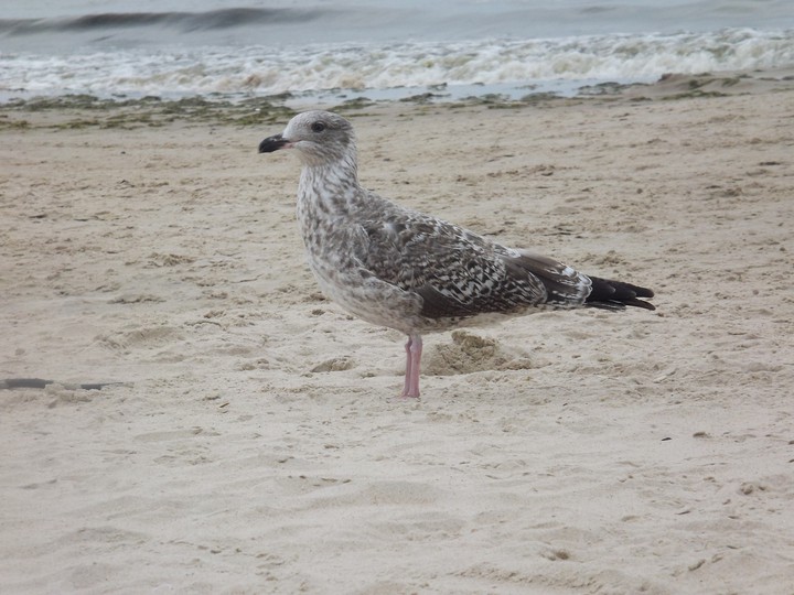 Palanga, Lithuania