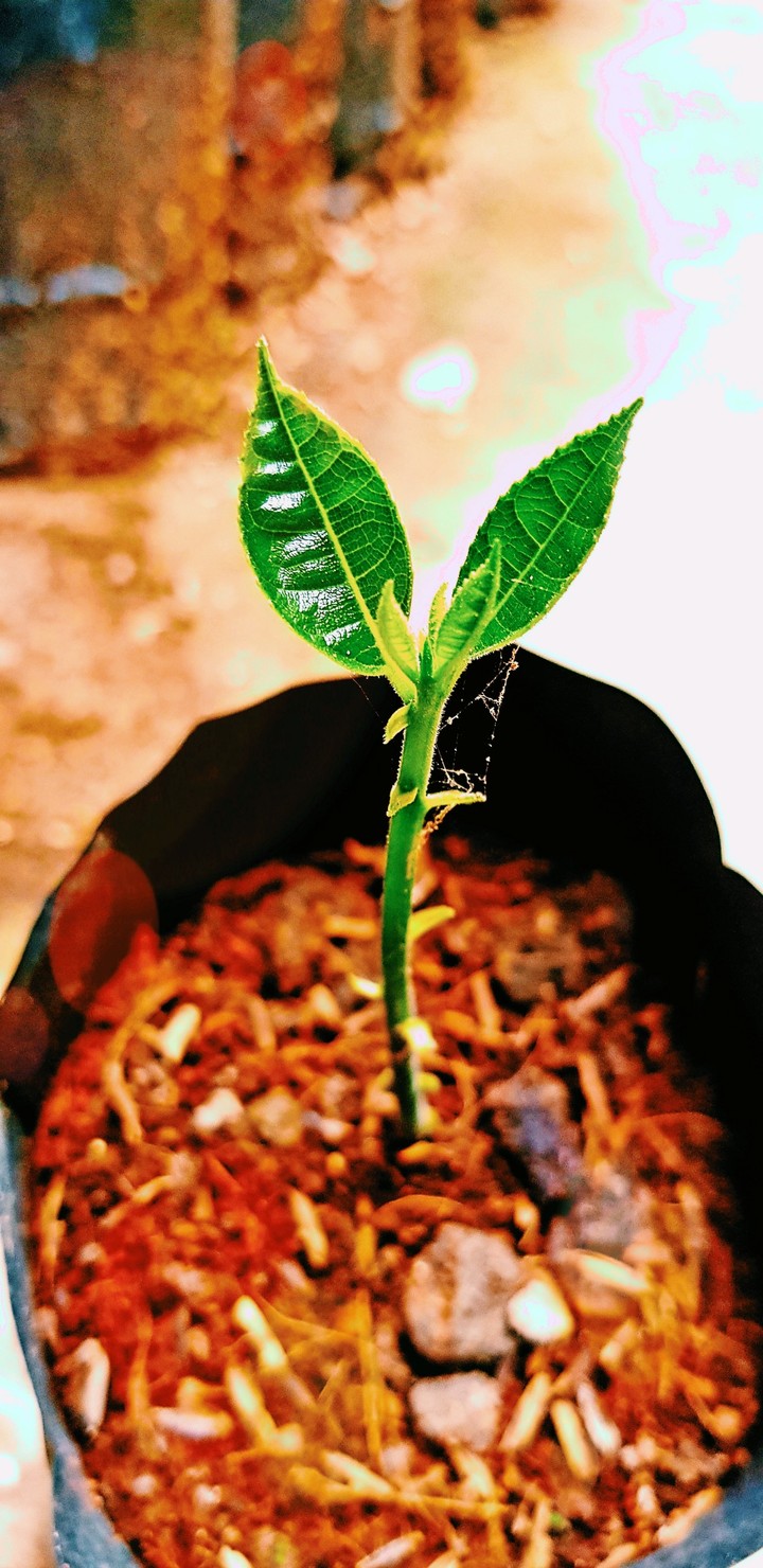 growing